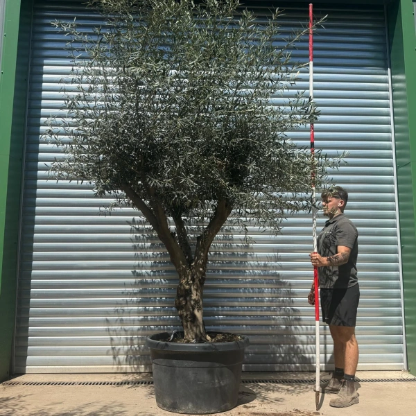 Olive Trees | Gnarly Olive Trees | 22690