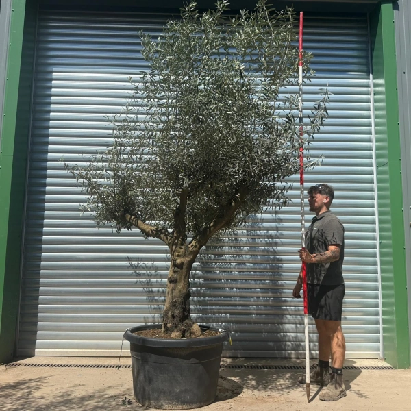 Olive Trees | Gnarly Olive Trees | 22691