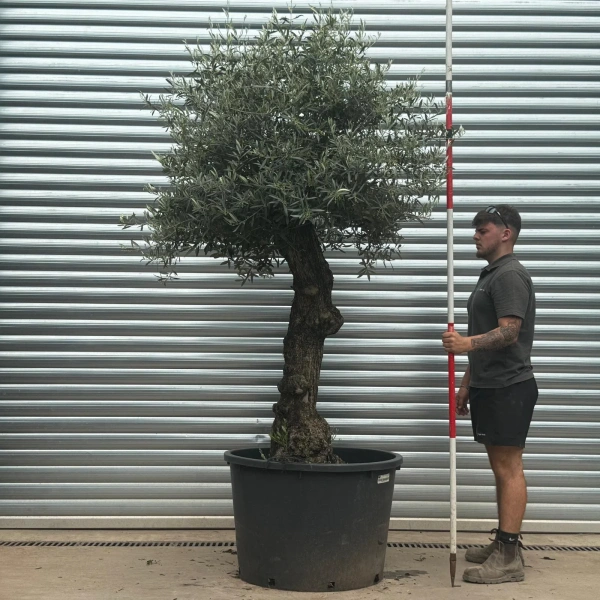 Olive Trees | Gnarly Olive Trees | 22692