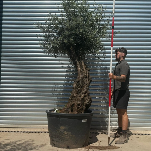 Olive Trees | Gnarly Olive Trees | 22693