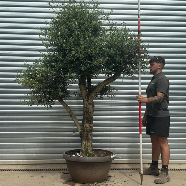 Olive Trees | Shaped Olive Trees | 22695