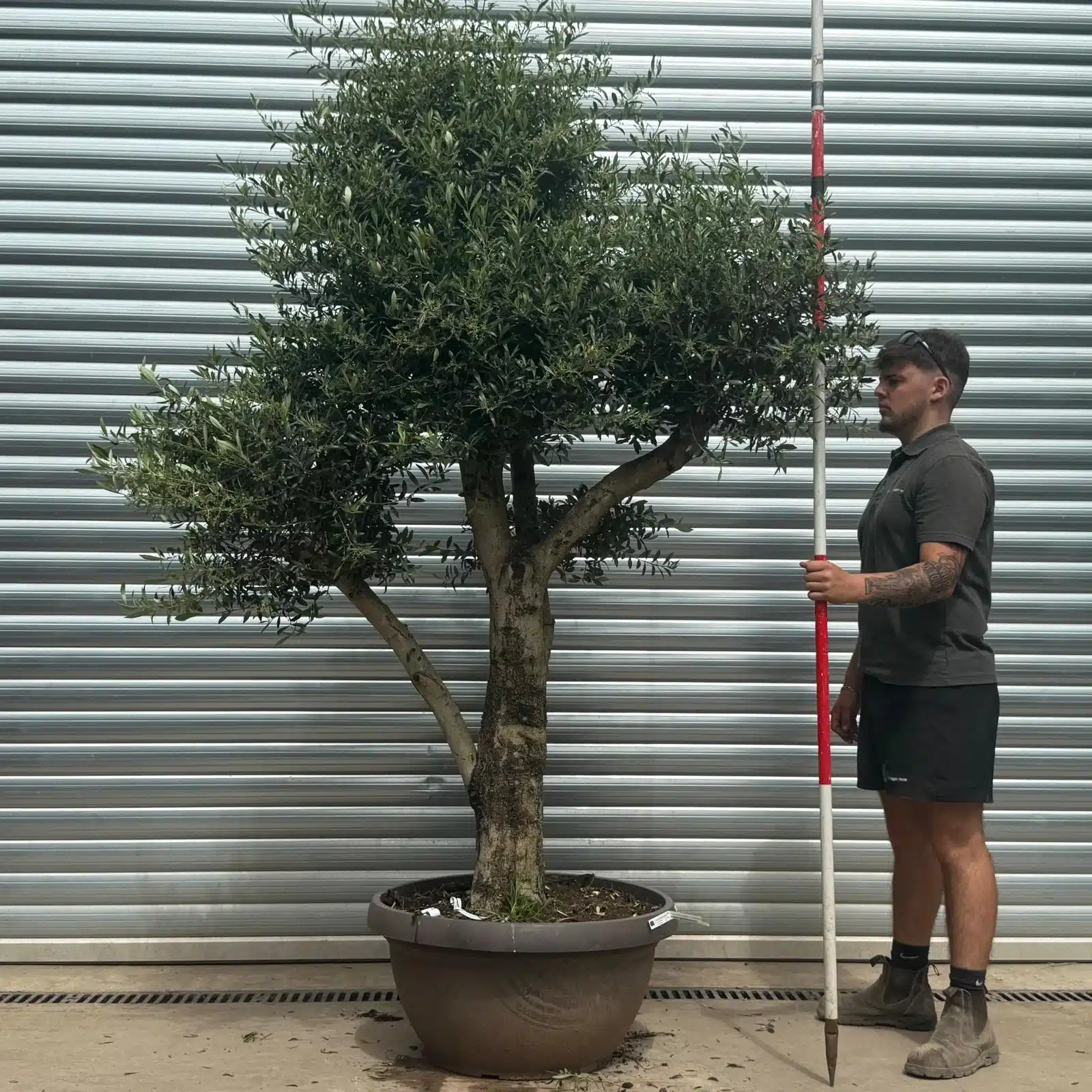 Olive Trees | Shaped Olive Trees | 22695 1 Olive Trees | Shaped Olive Trees | 22695