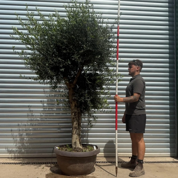 Olive Trees | Shaped Olive Trees | 22696