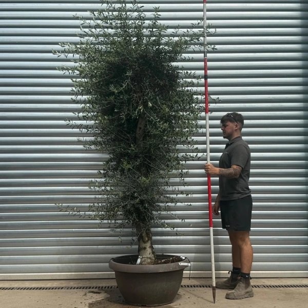 Olive Trees | Olive Trees | 22697
