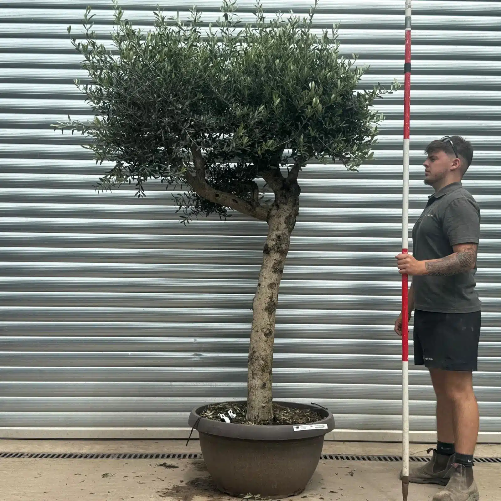 Olive Trees | Shaped Olive Trees | 22698 1 Olive Trees | Shaped Olive Trees | 22698