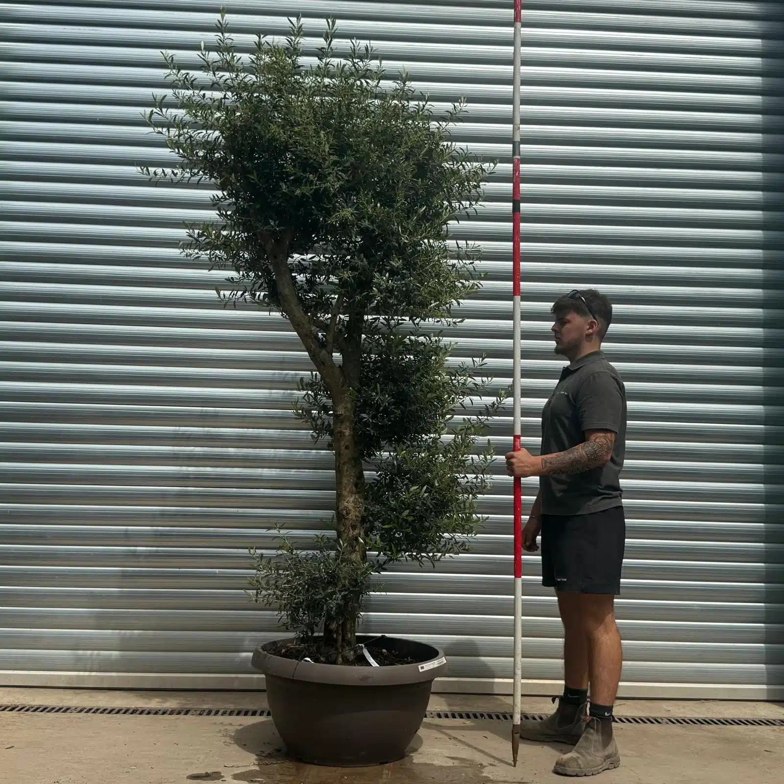 Olive Trees | Shaped Olive Trees | 22699 1 Olive Trees | Shaped Olive Trees | 22699