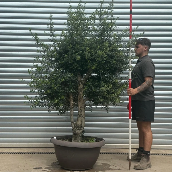Olive Trees | Shaped Olive Trees | 22700