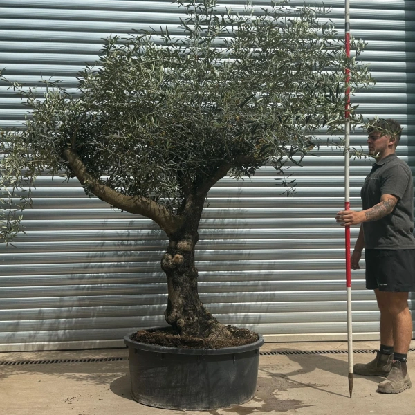 Olive Trees | Gnarly Olive Trees | 22701
