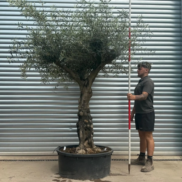 Olive Trees | Gnarly Olive Trees | 22702