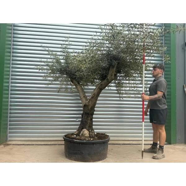 Olive Trees | Gnarly Olive Trees | 22703
