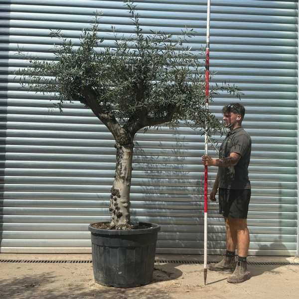 Olive Trees | Gnarly Olive Trees | 22704