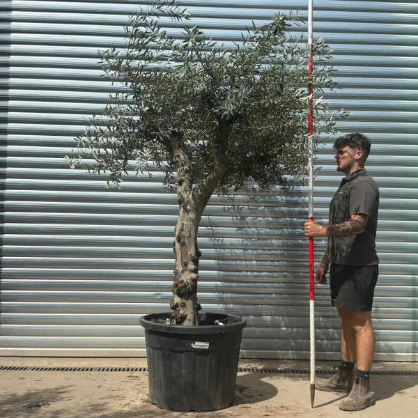Olive Trees | Gnarly Olive Trees | 22705