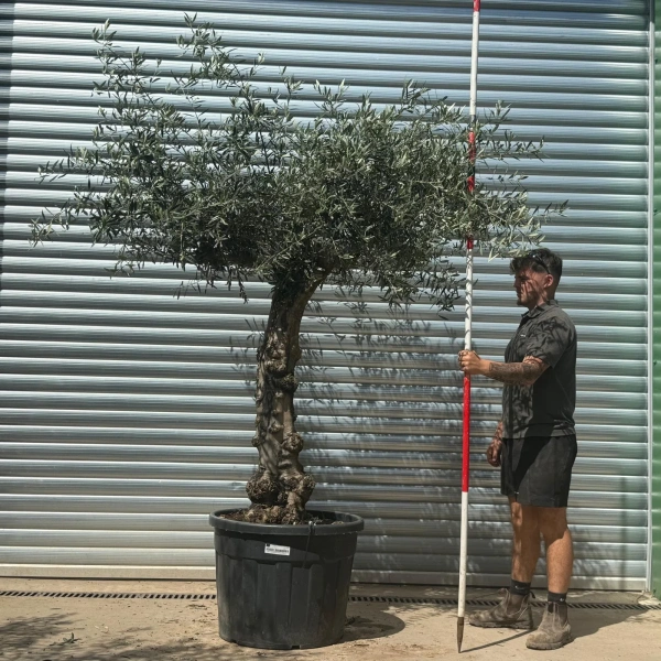 Olive Trees | Gnarly Olive Trees | 22706