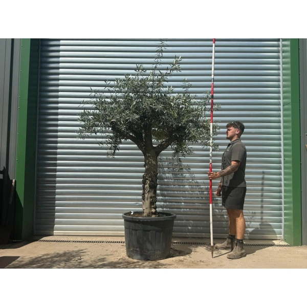 Olive Trees | Gnarly Olive Trees | 22708
