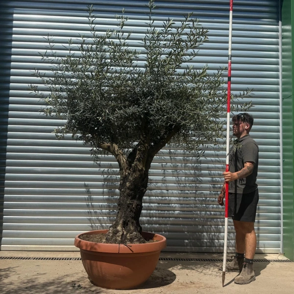 Olive Trees | Gnarly Olive Trees | 22711