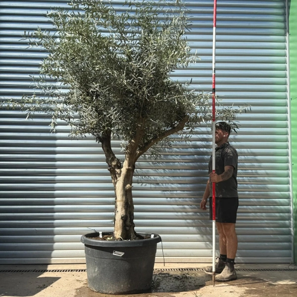 Olive Trees | Gnarly Olive Trees | 22714
