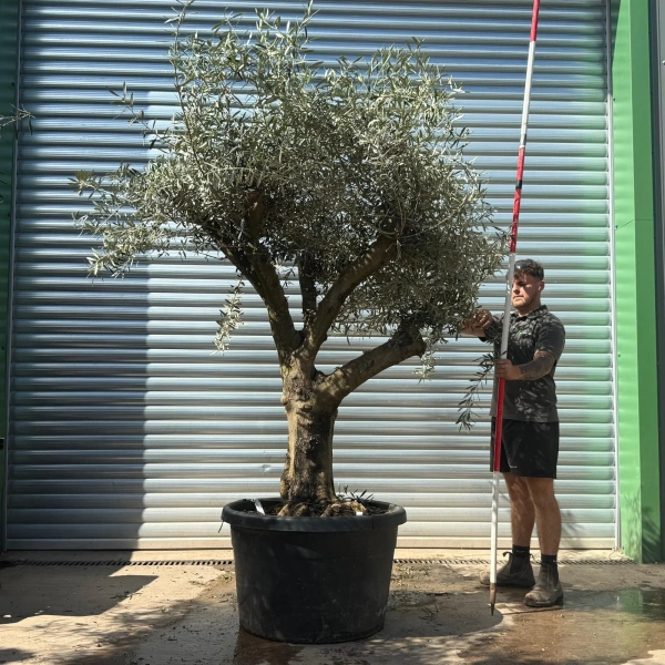 Olive Trees | Gnarly Olive Trees | 22715