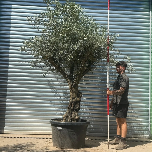 Olive Trees | Gnarly Olive Trees | 22716