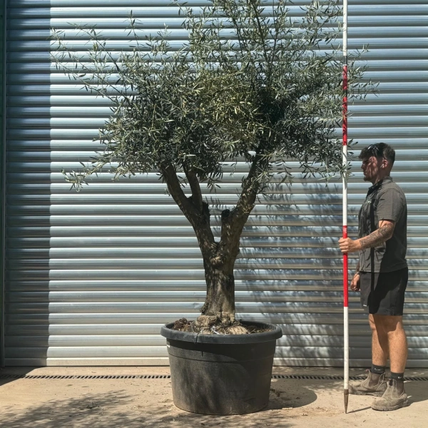 Olive Trees | Gnarly Olive Trees | 22717