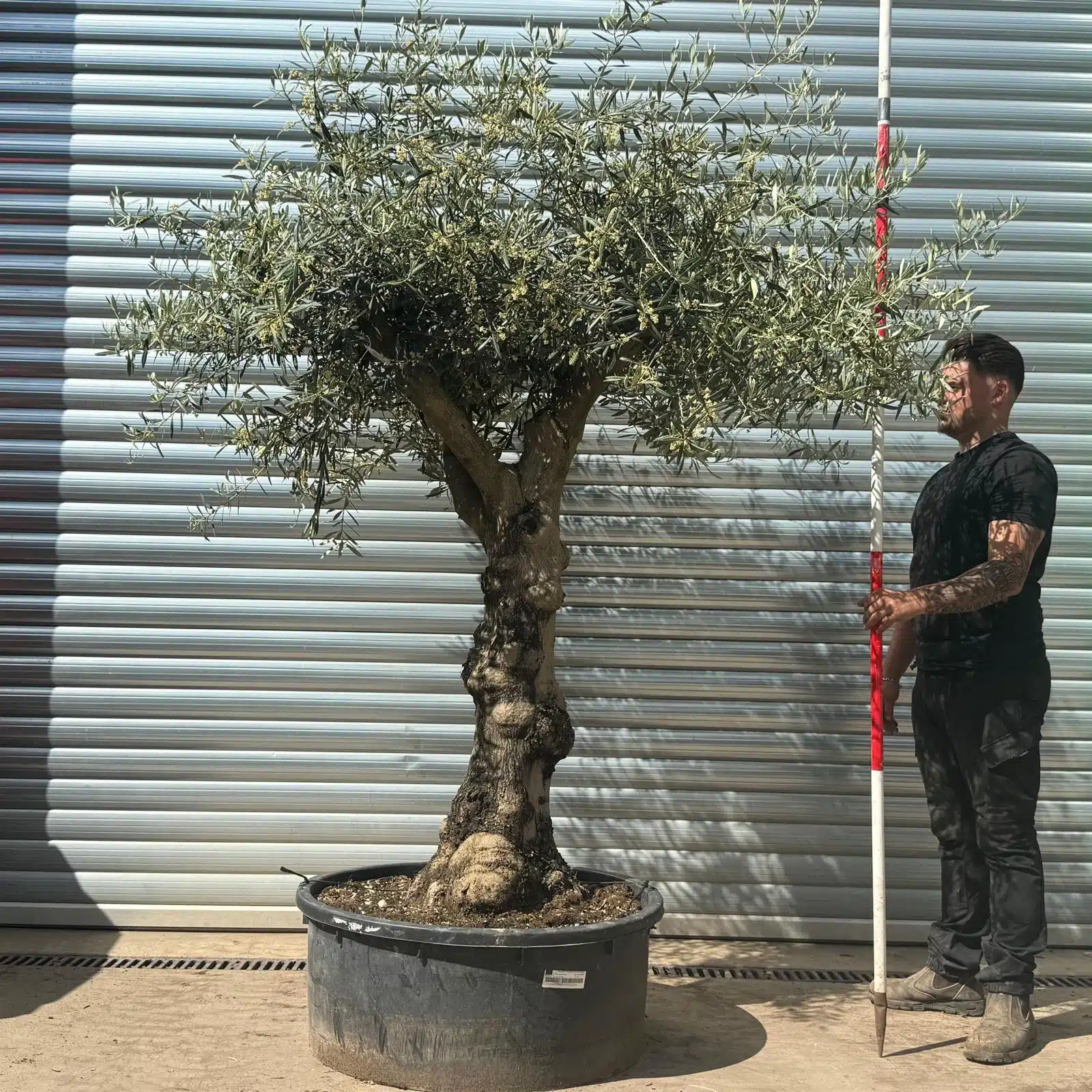 Olive Trees | Gnarly Branched Olive Trees | 22718