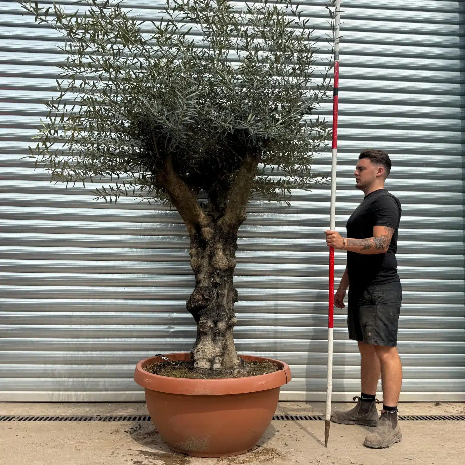 Olive Trees | Gnarly Branched Olive Trees | 22719