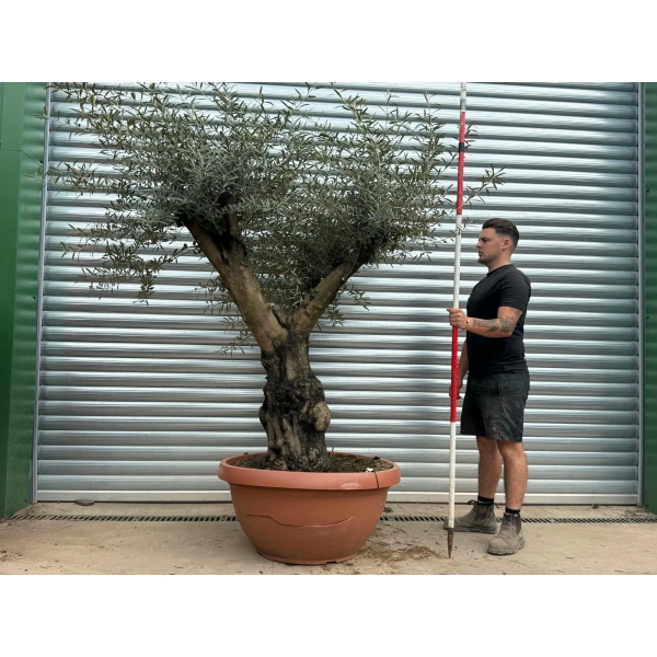 Olive Trees | Gnarly Branched Olive Trees | 22720