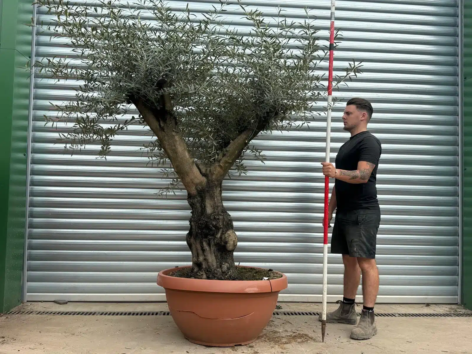 Olive Trees | Gnarly Branched Olive Trees | 22720
