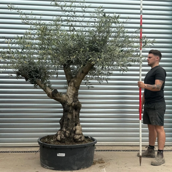 Olive Trees | Gnarly Olive Trees | 22721
