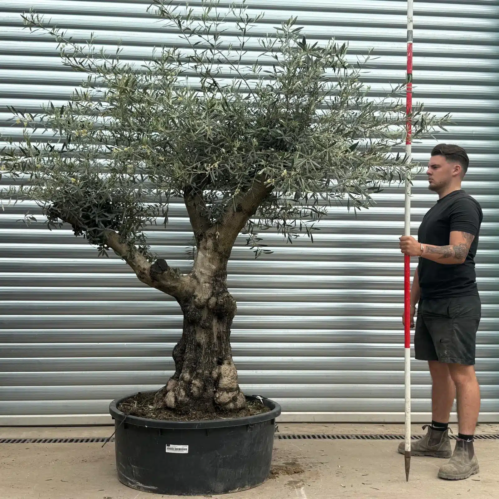 Olive Trees | Gnarly Olive Trees | 22721 1 Olive Trees | Gnarly Olive Trees | 22721