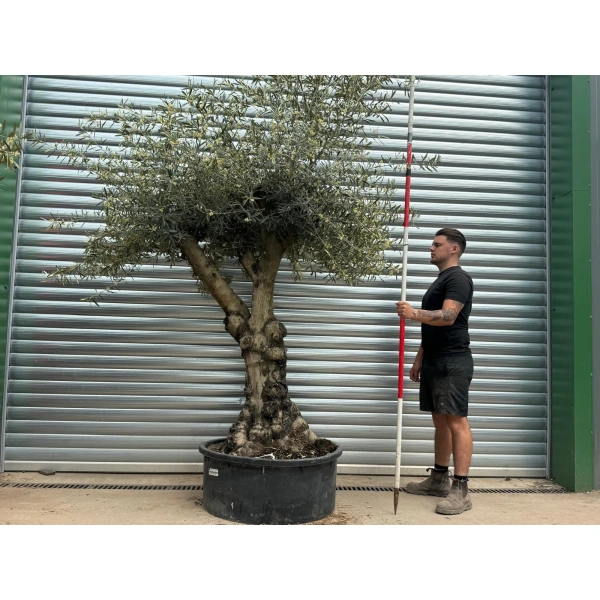 Olive Trees | Gnarly Olive Trees | 22722