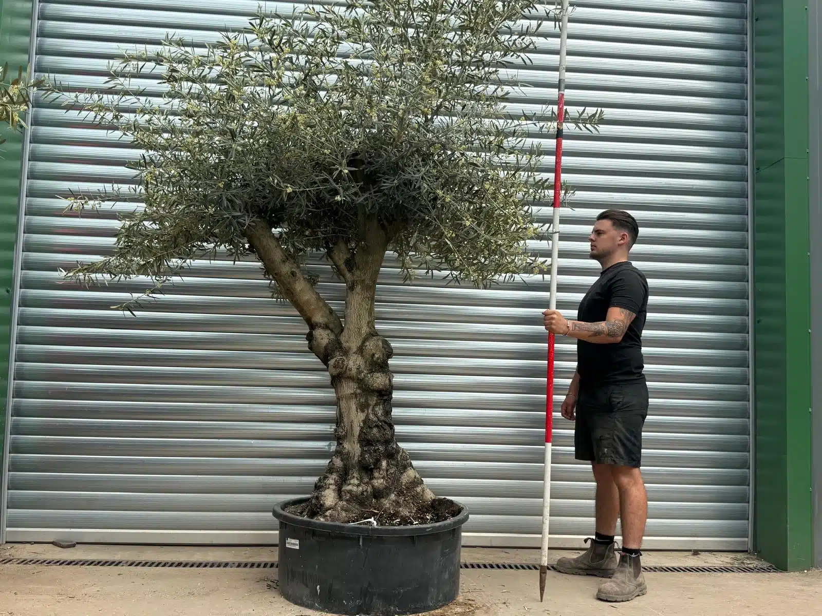 Olive Trees | Gnarly Olive Trees | 22722 1 Olive Trees | Gnarly Olive Trees | 22722