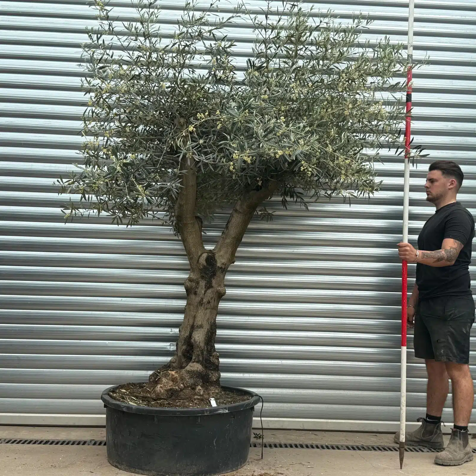 Olive Trees | Gnarly Olive Trees | 22723 1 Olive Trees | Gnarly Olive Trees | 22723