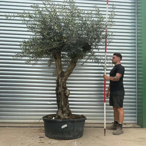 Olive Trees | Gnarly Olive Trees | 22724