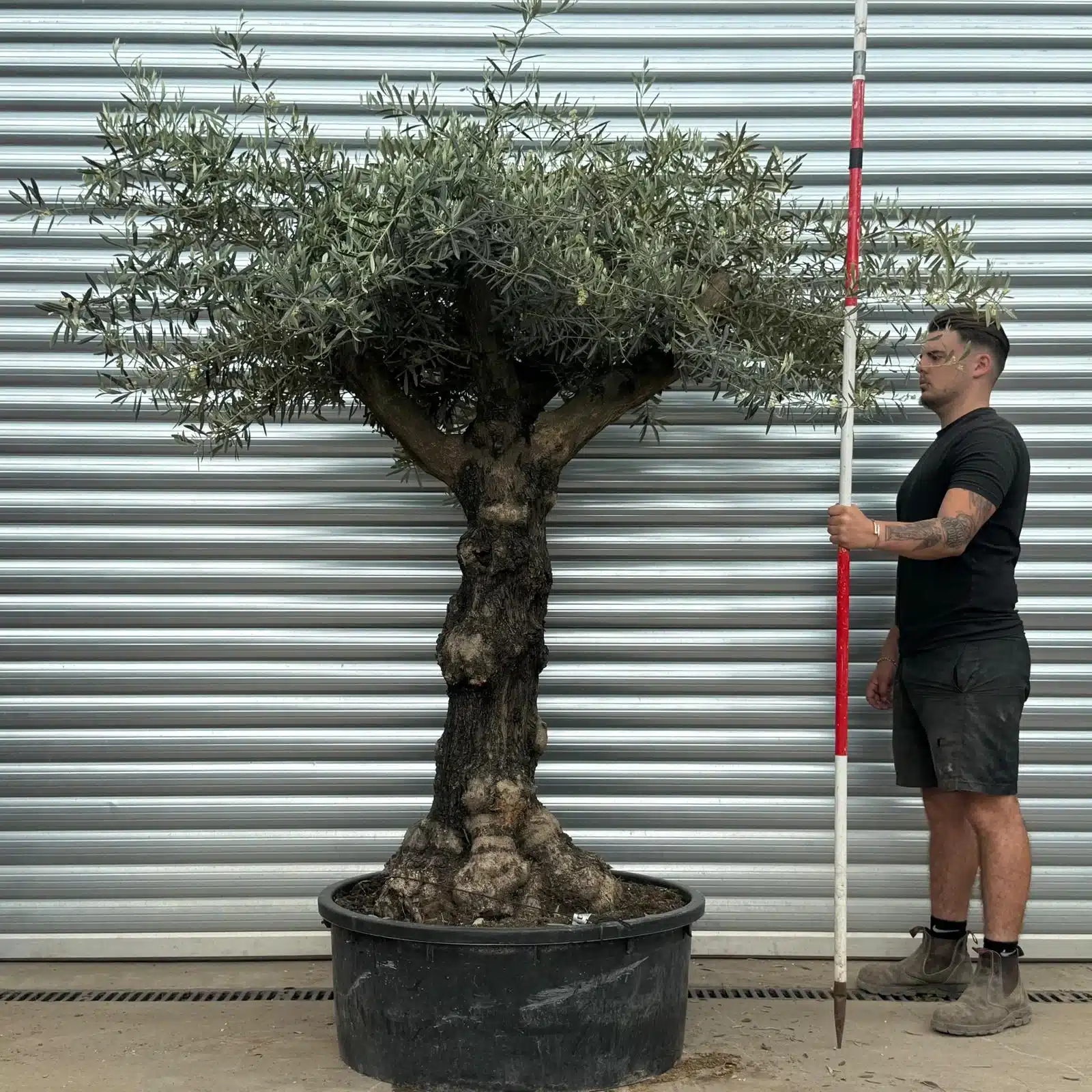 Olive Trees | Gnarly Olive Trees | 22725