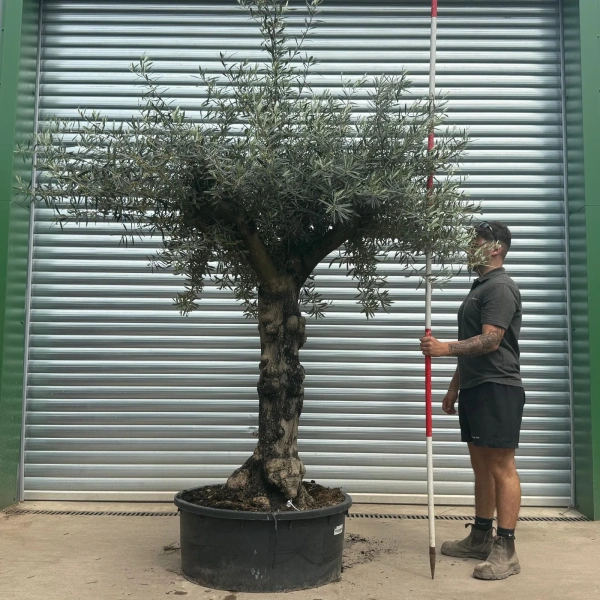 Olive Trees | Gnarly Olive Trees | 22941