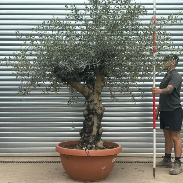 Olive Trees | Gnarly Olive Trees | 22942