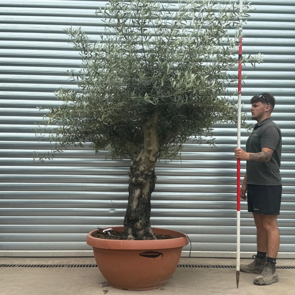 Olive Trees | Gnarly Olive Trees | 22944