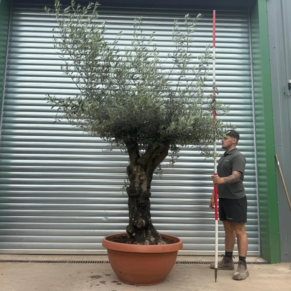 Olive Trees | Gnarly Olive Trees | 22945