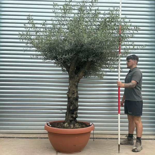 Olive Trees | Gnarly Olive Trees | 22946