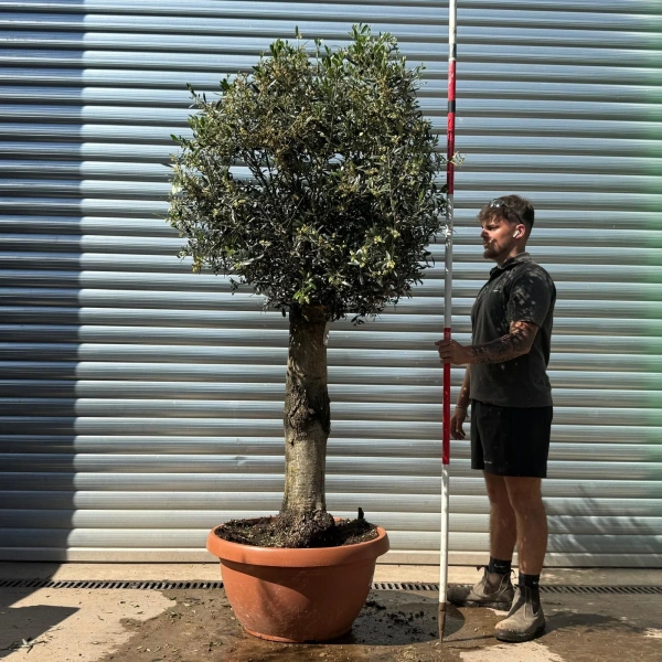 Olive Trees | Clipped Olive Trees | 22948