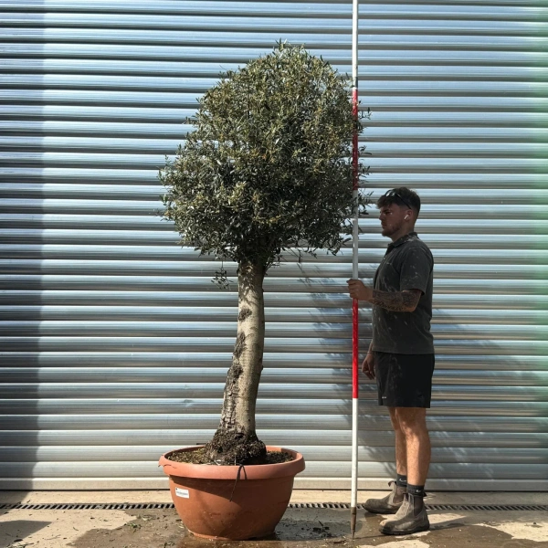 Olive Trees | Clipped Olive Trees | 22949