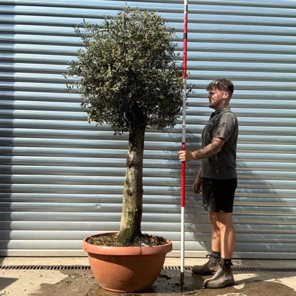 Olive Trees | Clipped Olive Trees | 22950