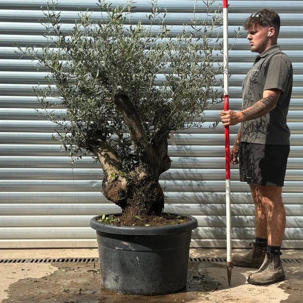 Olive Trees | Gnarly Olive Trees | 22952 Natural