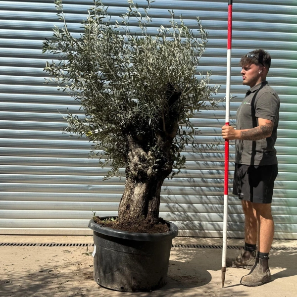 Olive Trees | Gnarly Olive Trees | 22953