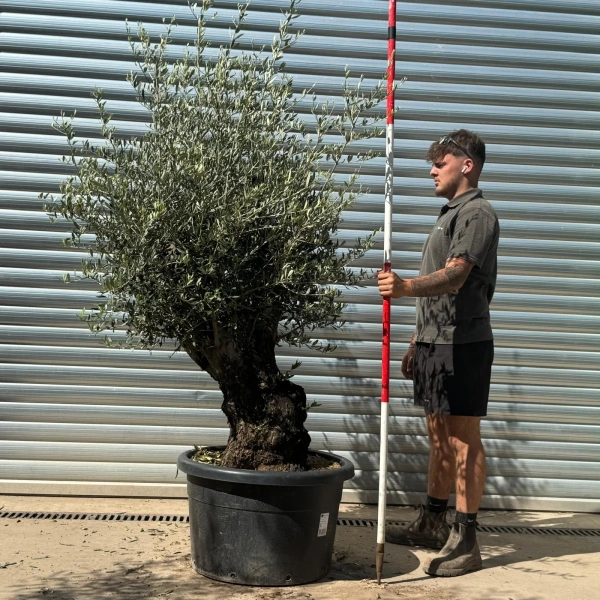 Olive Trees | Gnarly Olive Trees | 22954