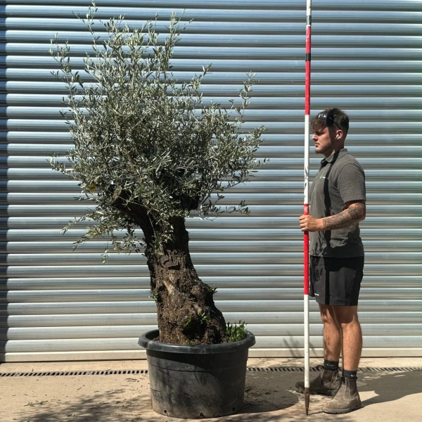 Olive Trees | Gnarly Olive Trees | 22955