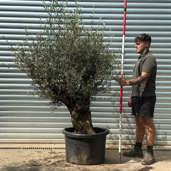 Olive Trees | Gnarly Olive Trees | 22956