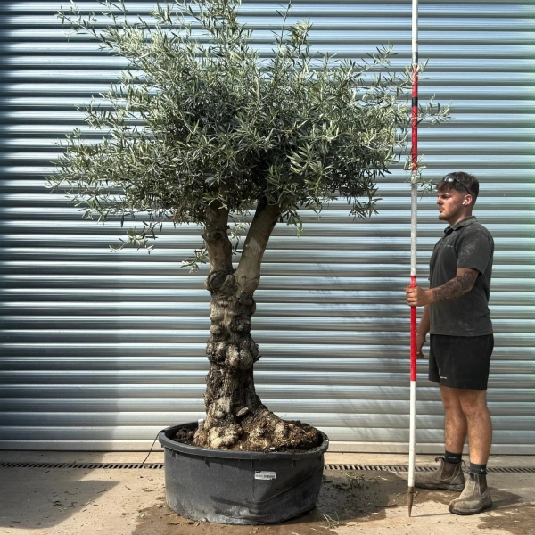Olive Trees | Gnarly Branched Olive Trees | 22981