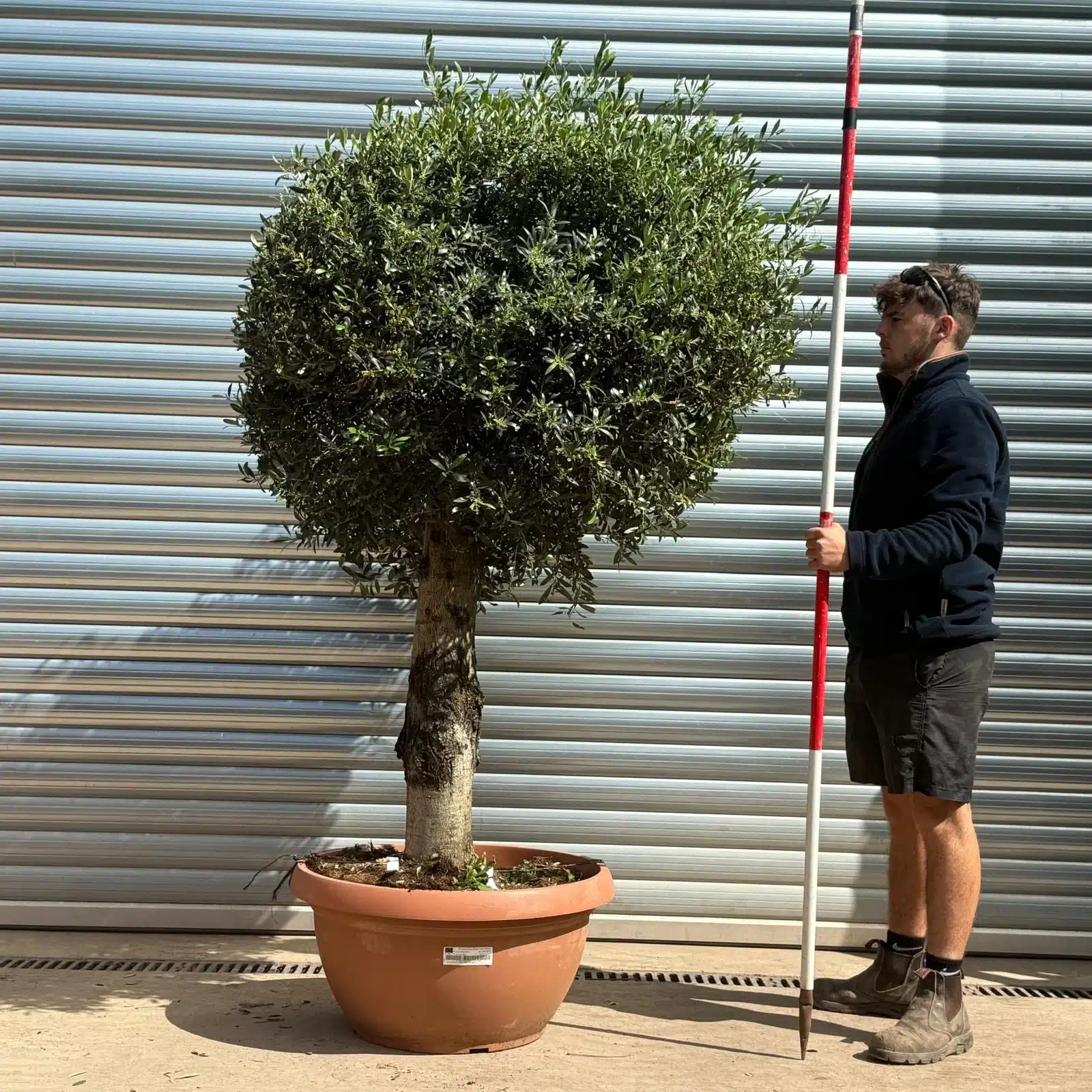 Olive Trees | Clipped Olive Trees | 20958 1 Olive Trees | Clipped Olive Trees | 20958