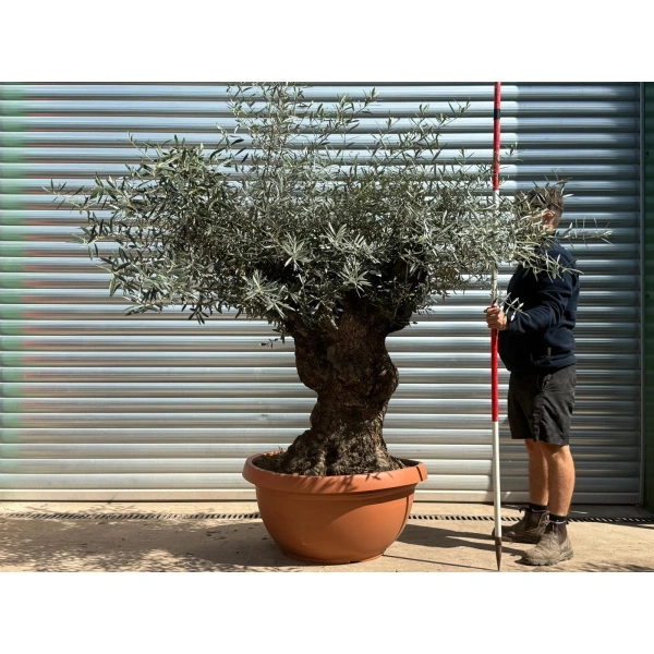Homepage 2 Olive Trees | Gnarly Olive Trees | 22709